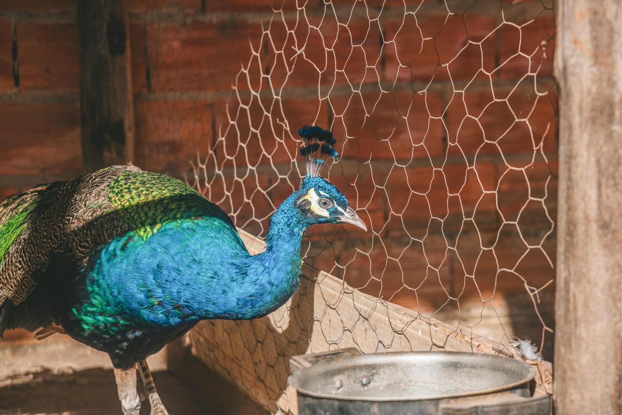 Hotel Fazenda Reviver Araçoiaba da Serra Esterno foto